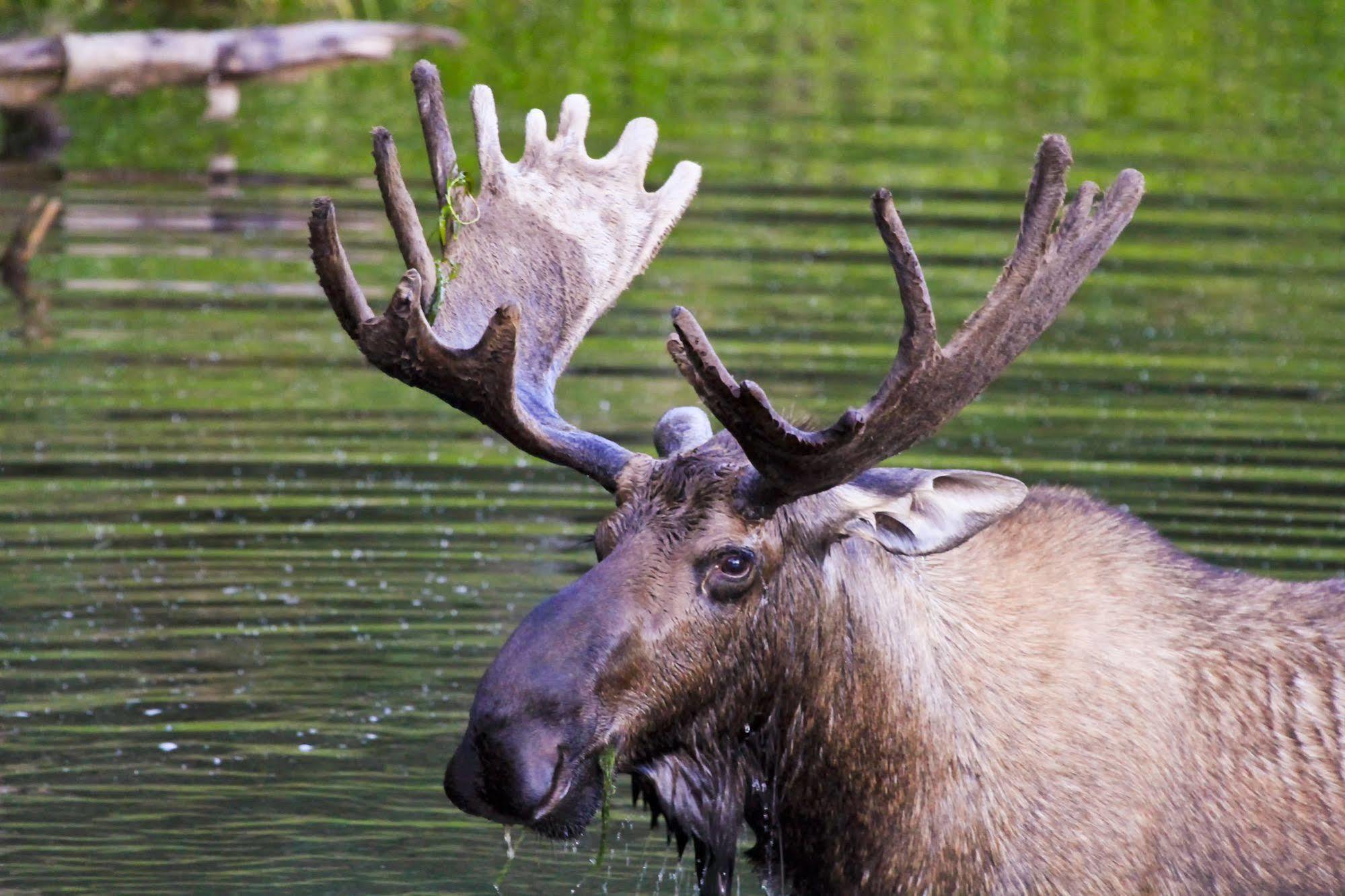 Chena Hot Springs Resort Fairbanks Zewnętrze zdjęcie